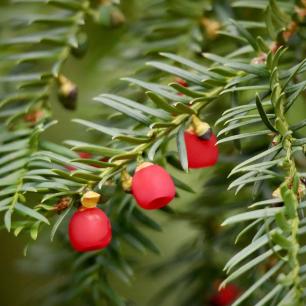 Taxus baccata