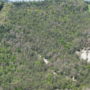 Bosc afectat per sequera