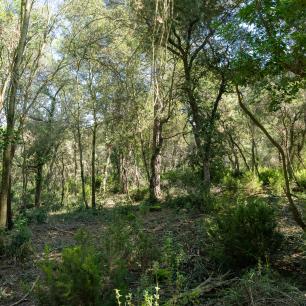 Bosc mediterrani, imatge: Galdric Mossoll