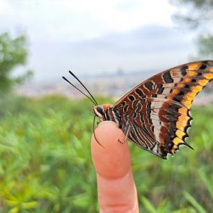 Charaxes_jasius_CintaCalzada_Putxet