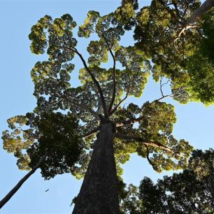 Copa del «Gigante de Sepilok», un meranti amarillo (Yellow Seraya), de 65 metros de altura perteneciente a la familia de las dipterocarpáceas, en el Rainforest Discovery Centre de Sepilok, Sandakan, Sabah (Malasia). Fotografía: Lindsay F. Banin.