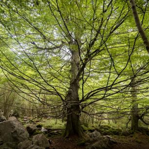 arbre