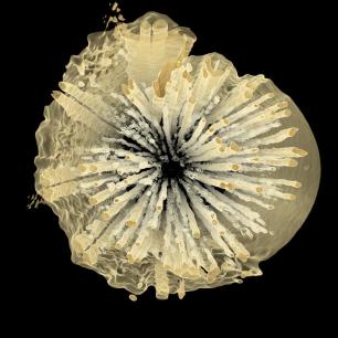 Foto 1. Sección transversal de una rama de Allocasuarina obtenida mediante tecnología de sincrotrón, una de las técnicas de imagen no invasivas (Kate Johnson)