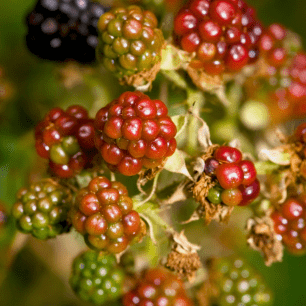 Fruit de Rubus sp