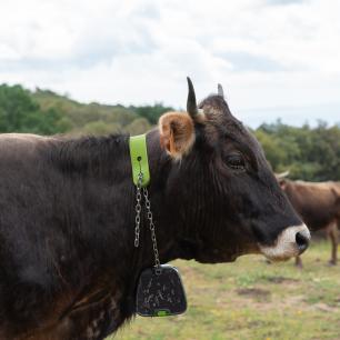 Vaca de l'albera amb collar GPS, imatge Galdric Mossoll