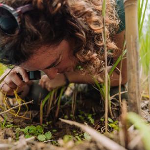 Observación de un vegetal mediante lupa