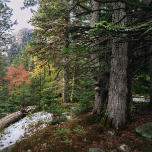 Bosc madur, imatge Galdric Mossoll