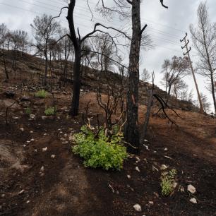 Bosque quemado y empapado por la lluvia. Imagen: Galdric Mossoll