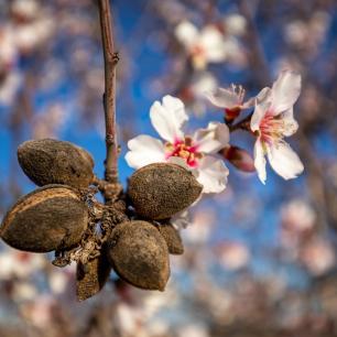Flors d'ametller obertes acompanyant els fruits secs de la temporada passada. Imatge: leolo212 (Pixabay)