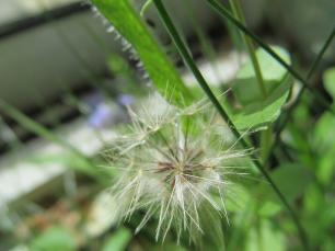 Fruit Longirostris