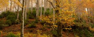 Fageda Galdric Mossoll CREAF