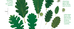 Fulles Quercus - CREAF