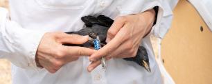 Scientists examining a bird, COGPOP, CREAF. Picture: Galdric Mossoll