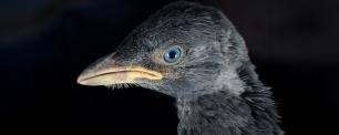 Close-up of a bird's head with blue eye and yellow beak. COGPOP, CREAF