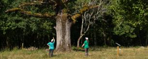 Two people examining a large tree in a field.