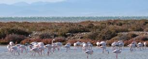 grupo-de-flamencos-en-el-agua-al-atardecer-en-la-laguna-de-la-tancada-parque-natural-del-delta