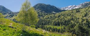 Green meadow with trees and mountains under a blue sky.