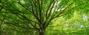 A large tree with green leaves in a forest.