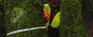 Scientist measures tree trunk, wearing a reflective vest.