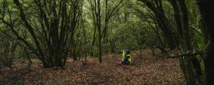 Lush forest with a person in a safety vest.