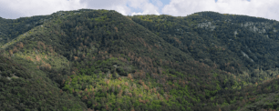 Mountain covered in dense green and brown trees under a cloudy sky.