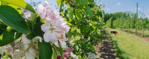 Close-up of apple blossoms, orchard in the background.