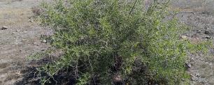Ginjoler al Parc Natural de Cabo de Gata-Níjar (Ziziphus lotus). Eduardo Milla CCBY