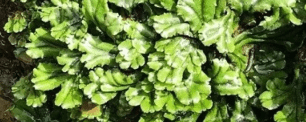 Close-up of vibrant green plant leaves with unique textures.
