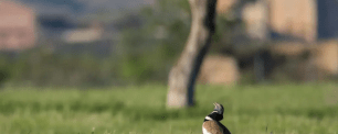 Bird in a grassy field with blurred background.