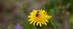 Bee on a yellow dandelion, foraging.