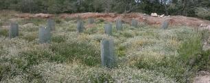 Young trees protected by metal cylinders, in a field of flowers.