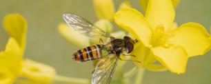 Bee on a yellow flower with green leaves.
