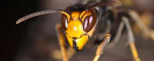 Close-up photograph of a hornet with an orange head and black eyes.