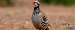A partridge bird with red beak and eye mask, standing.