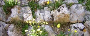 Yellow wildflowers growing out of a stone wall.
