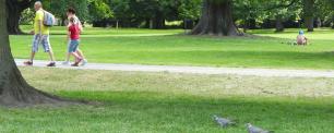 People walking on path in a park, with two pigeons on the grass.