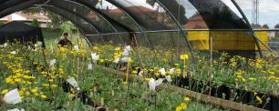 Yellow flowers in a greenhouse, with people in the background.