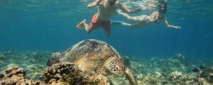 People snorkeling with a sea turtle underwater.