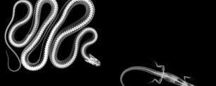 X-ray of a snake and lizard on a black background.