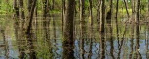 Flooded oak grove in Tordera