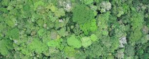 Aerial view of a lush green forest canopy.