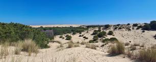 A panoramic view of sand dunes, bushes and forest under a blue sky.