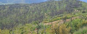 Forest with burnt and green trees on a hillside.