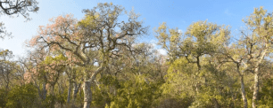 Trees with green and pink leaves against a blue sky.