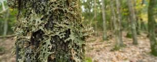 Primer plano de un tronco de árbol cubierto de líquenes con un bosque desenfocado de fondo.