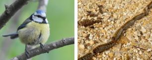 Blue tit perched on a branch, caterpillars on the ground.