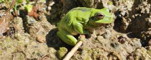 Mediterranean tree frog