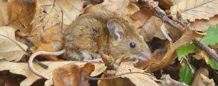 Wood mouse