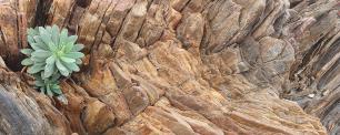Succulent plant growing in layered, textured rock.