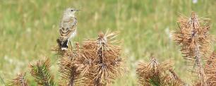A small bird perched on a branch.
